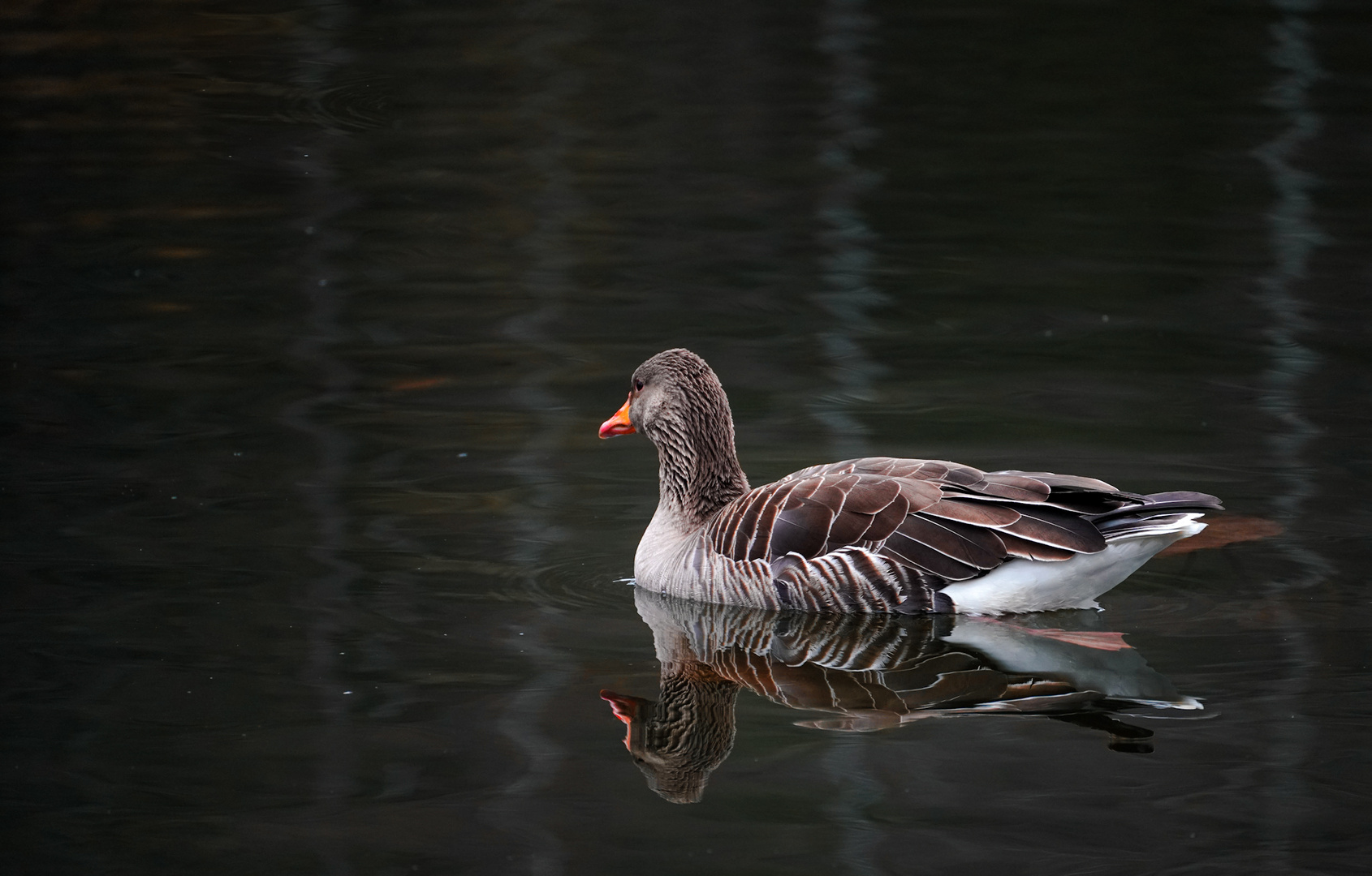 Lonesome Goose