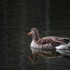 Lonesome Goose