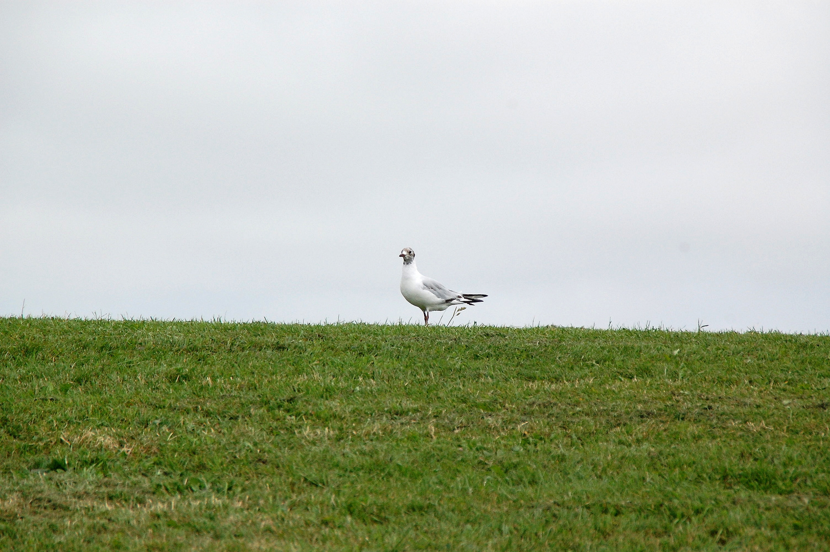 "lonesome gull on dyke" - einsame Möwe am Deich