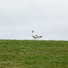 "lonesome gull on dyke" - einsame Möwe am Deich