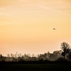 Lonesome Heron