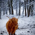 lonesome highland cattle