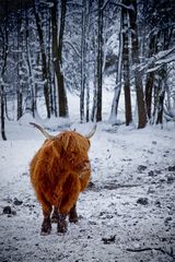 lonesome highland cattle