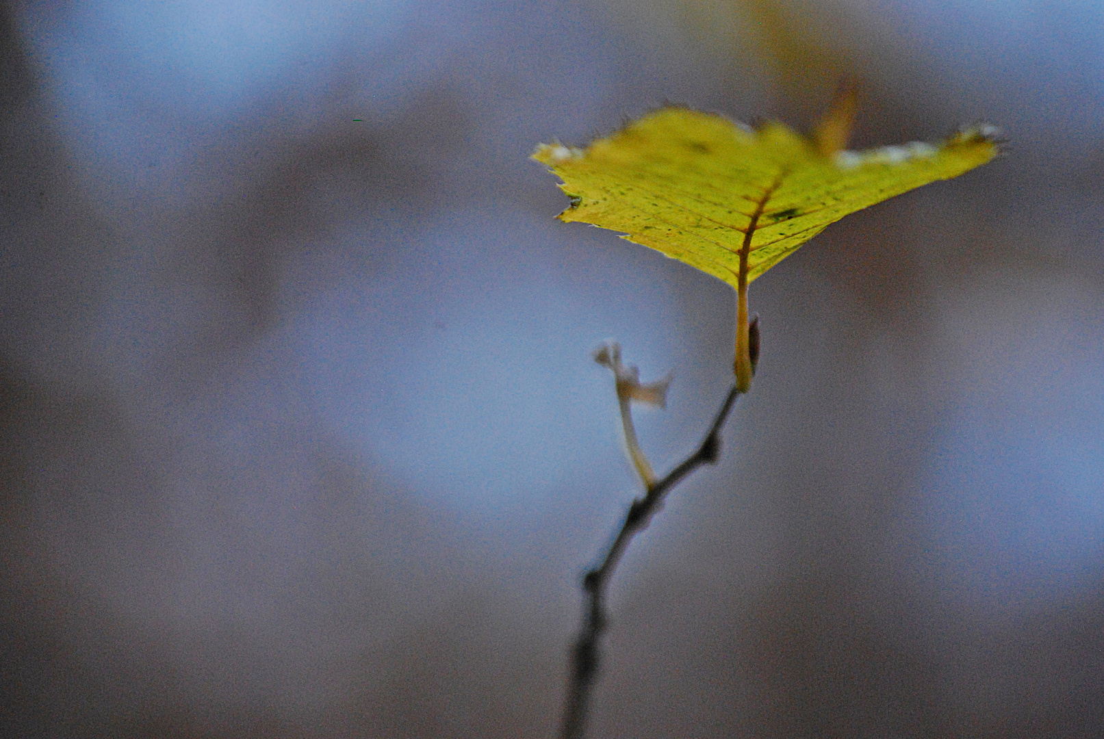 lonesome leaf...