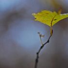 lonesome leaf...