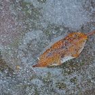 Lonesome Leaf