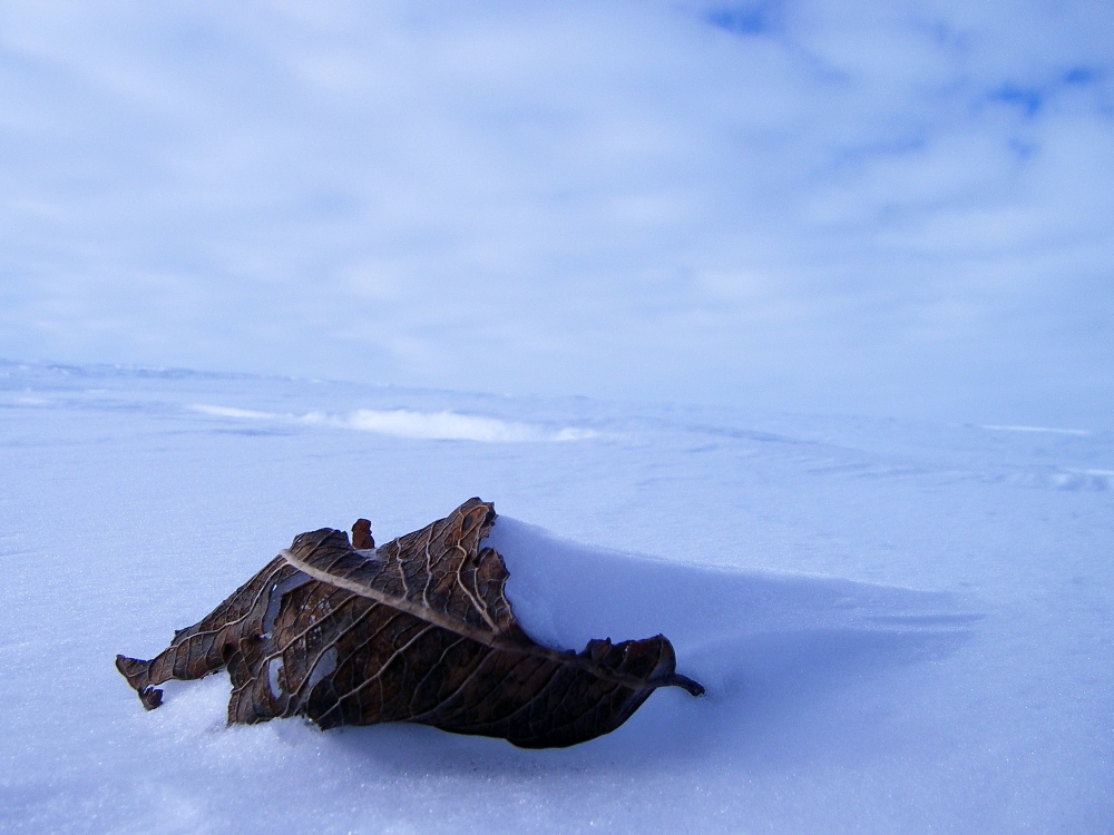 Lonesome Leaf on Hardangervidda (N)