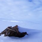 Lonesome Leaf on Hardangervidda (N)