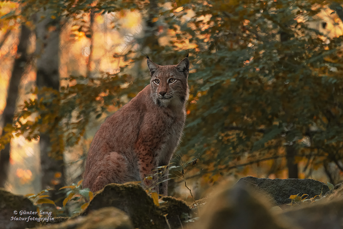 Lonesome Lynx