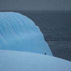 Lonesome penguin