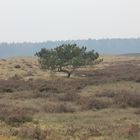Lonesome pine tree
