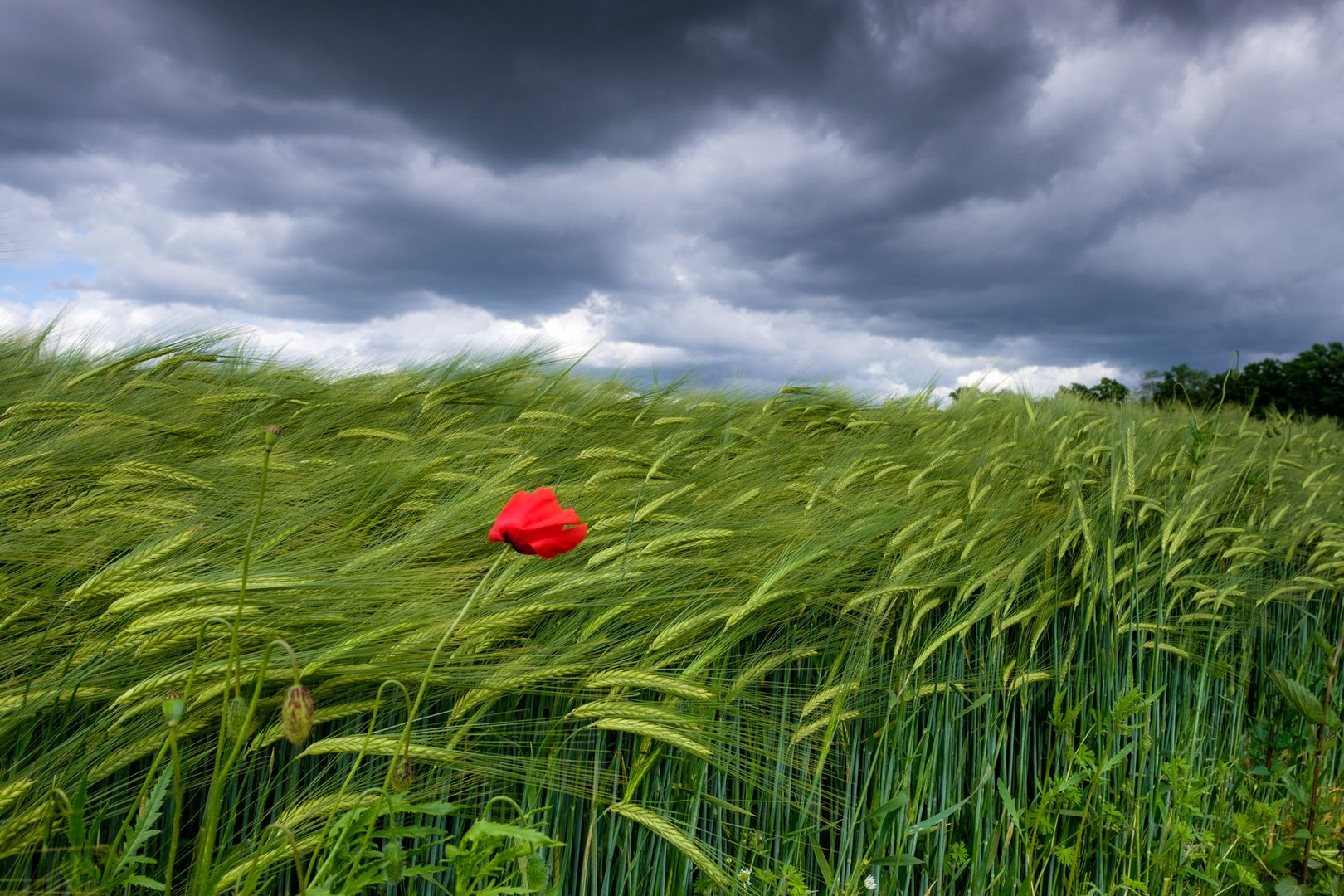 _lonesome poppy_