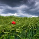 _lonesome poppy_