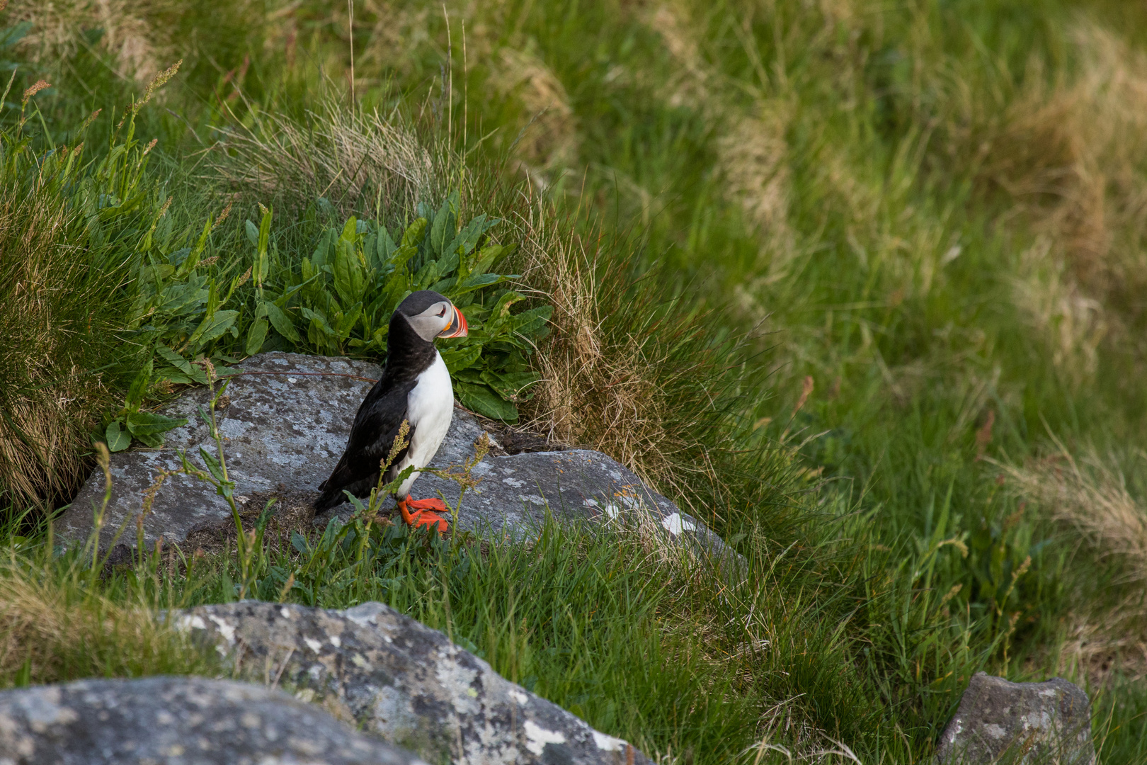 Lonesome Puffin