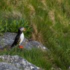 Lonesome Puffin