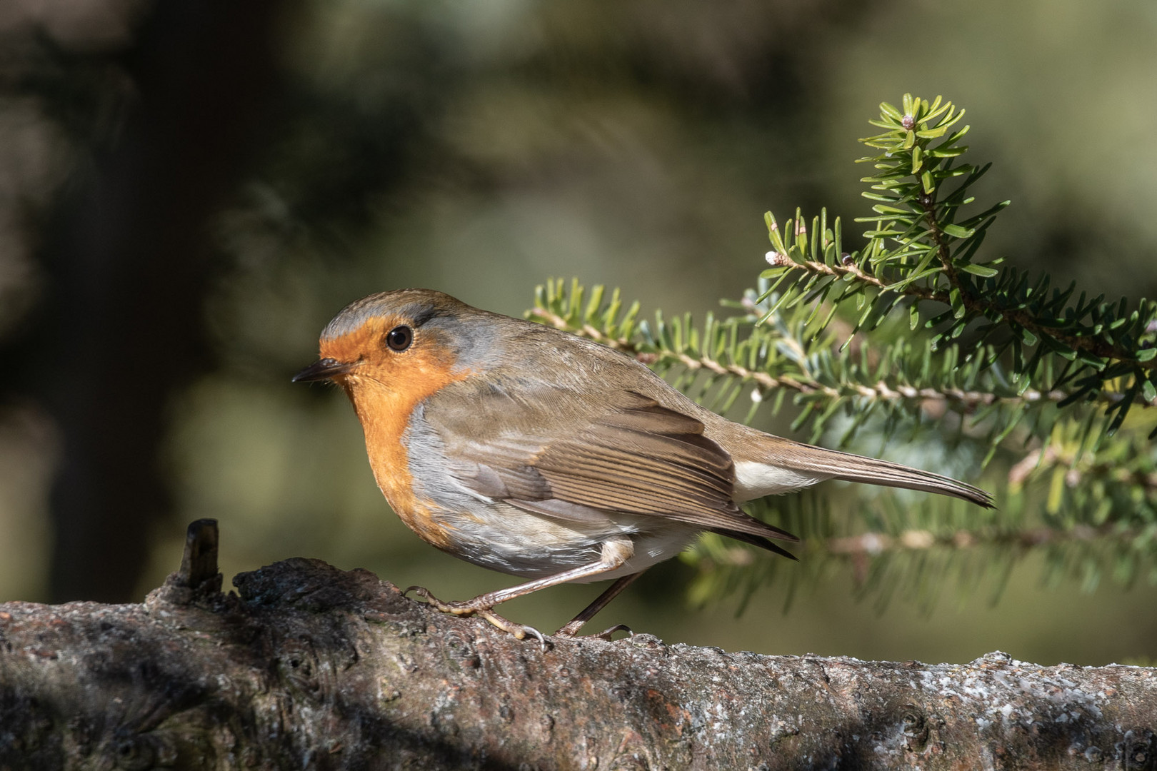 Lonesome Robin...