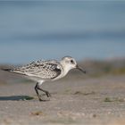 Lonesome Sanderling...