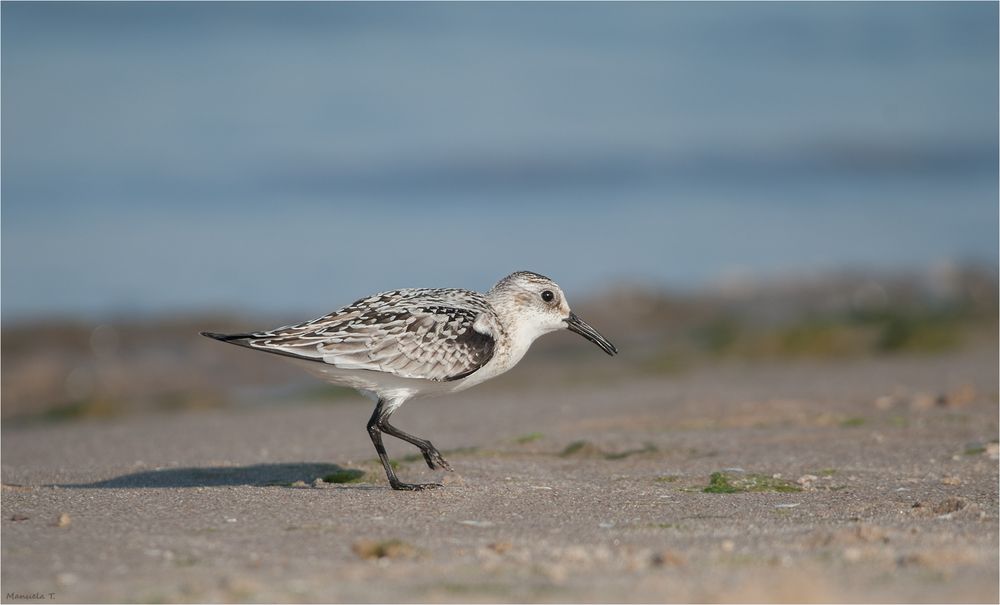 Lonesome Sanderling...