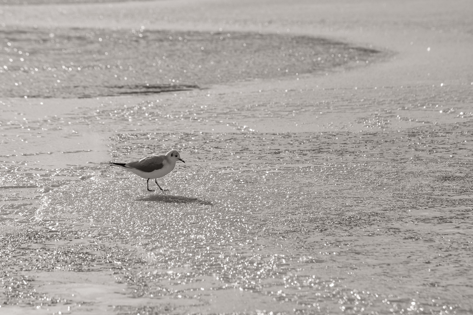 __ lonesome seagull __