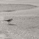 __ lonesome seagull __