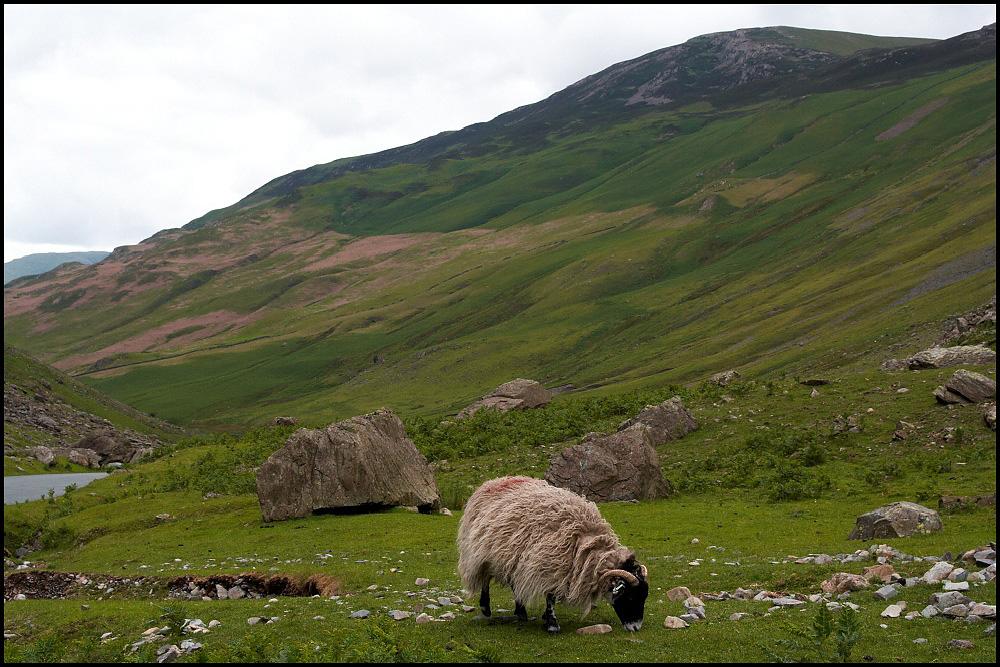 Lonesome sheep