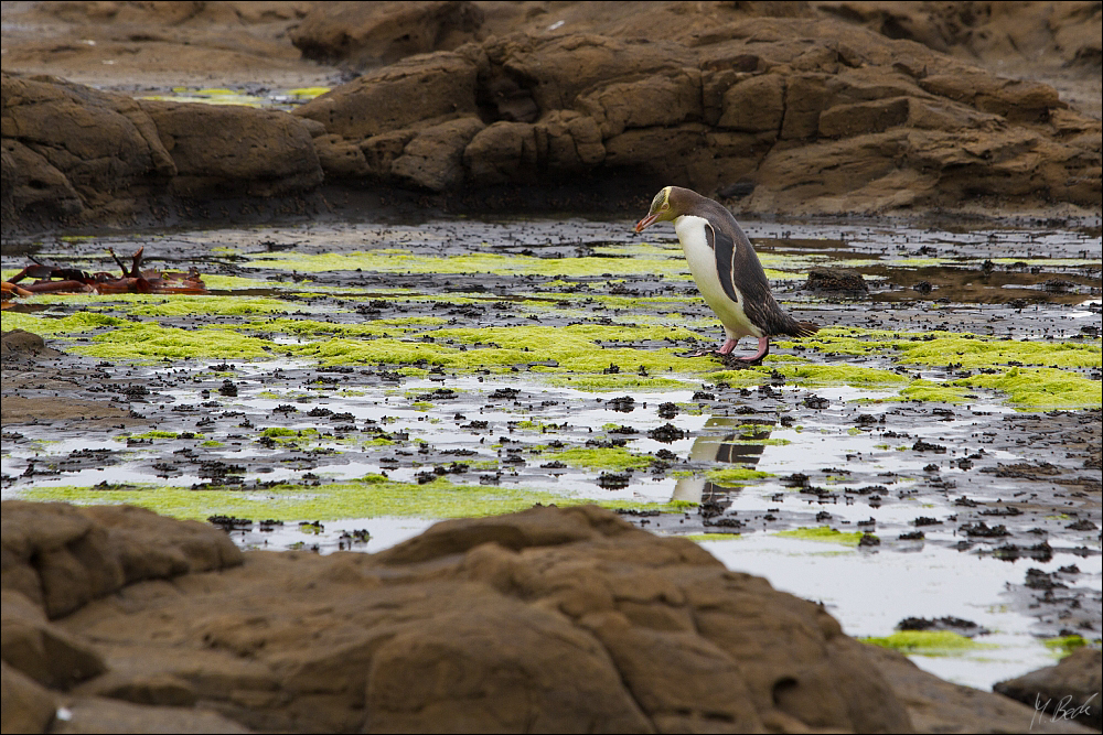 lonesome stroll