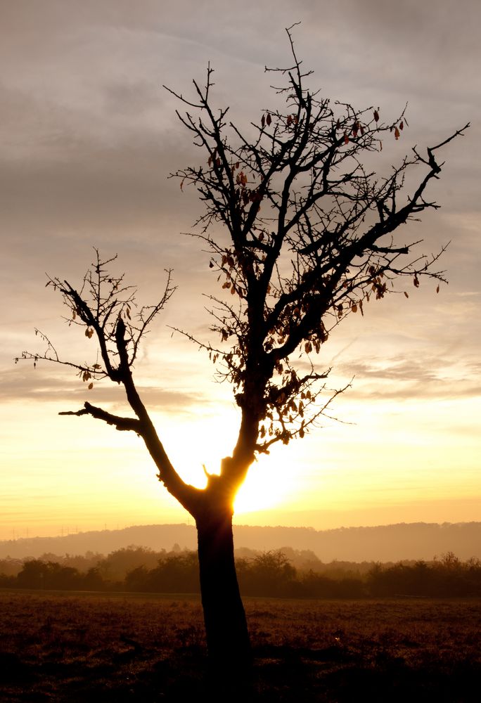 Lonesome tree