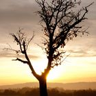 Lonesome tree