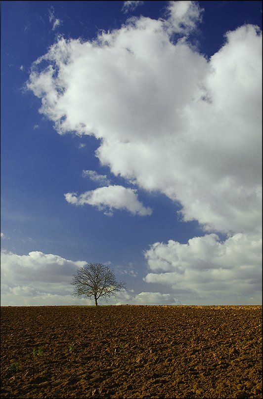 lonesome tree