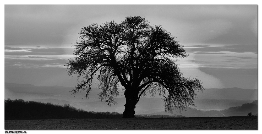 lonesome tree