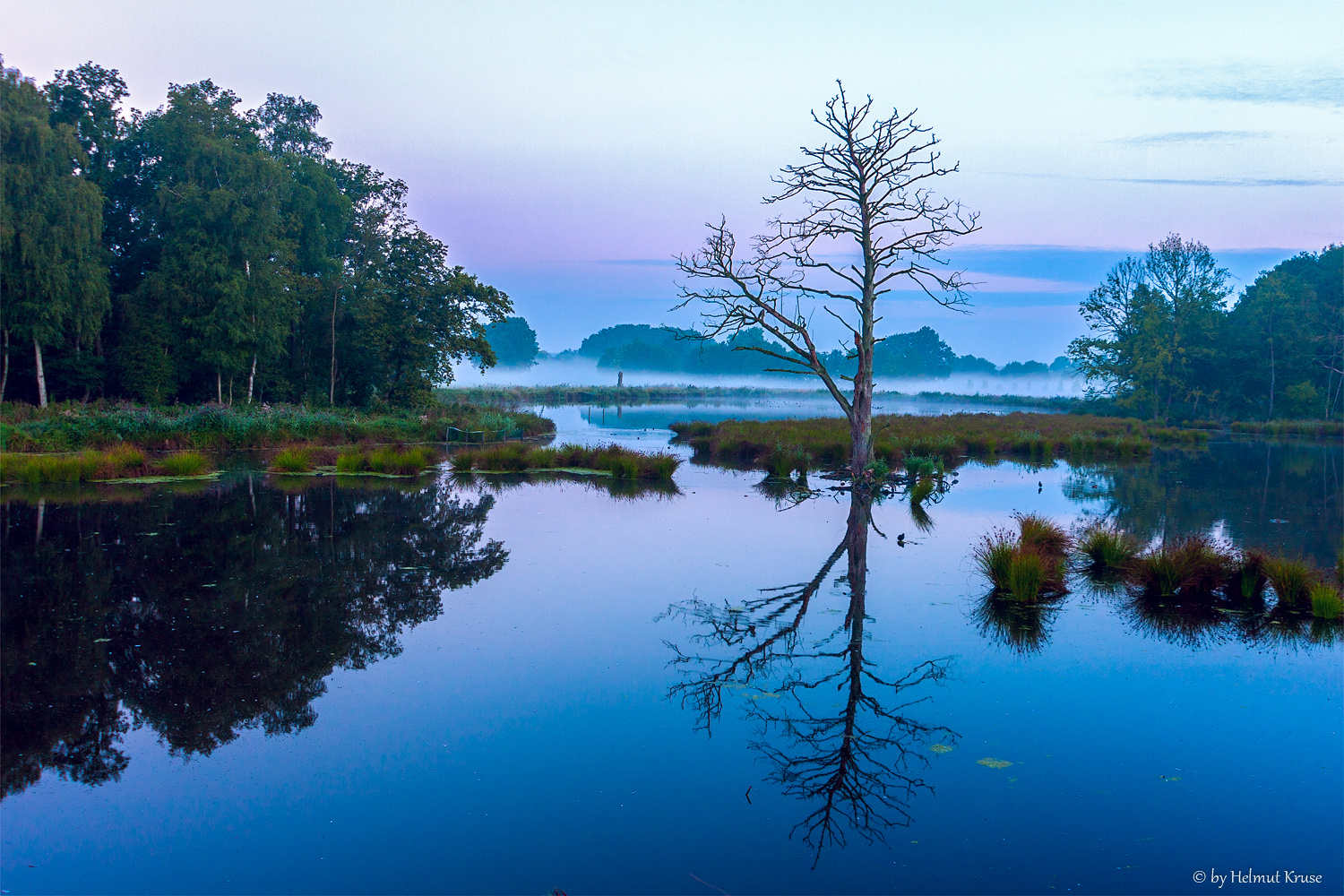 Lonesome Tree