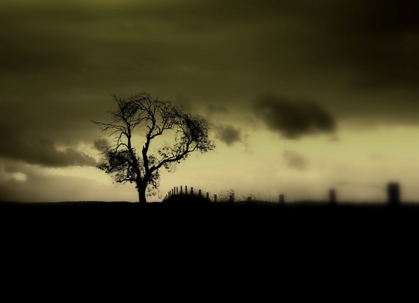 Lonesome Tree