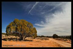 ..:: LONESOME TREE ::..