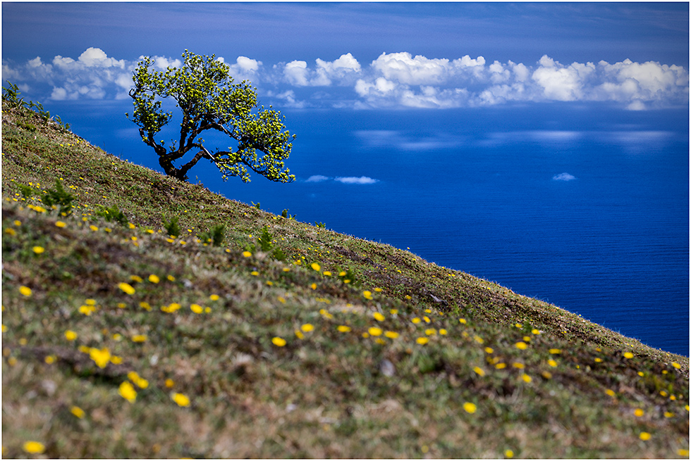 Lonesome Tree