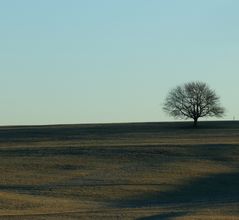 lonesome tree