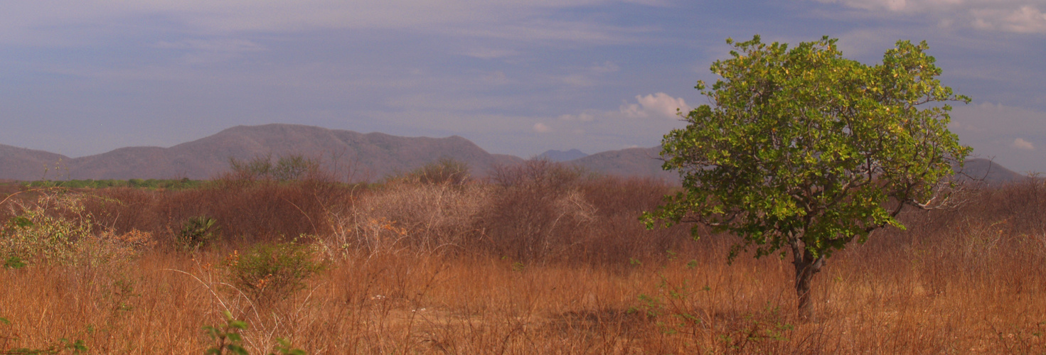 Lonesome Tree