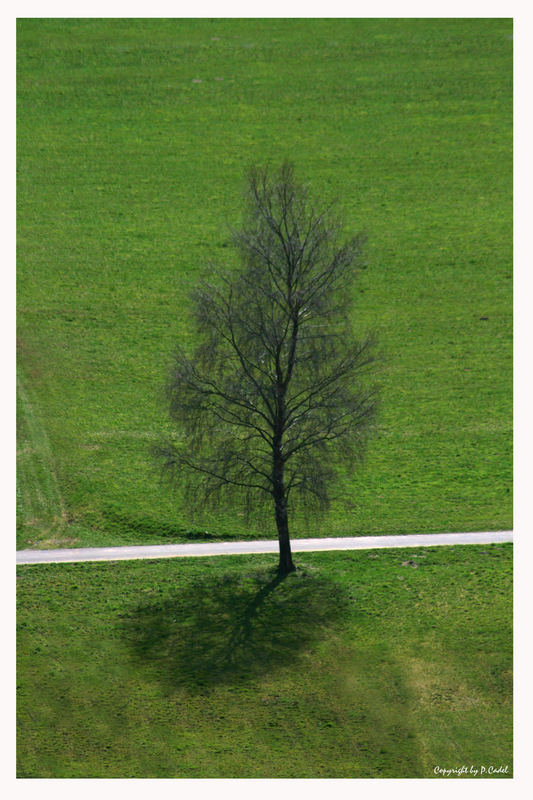 "Lonesome Tree"