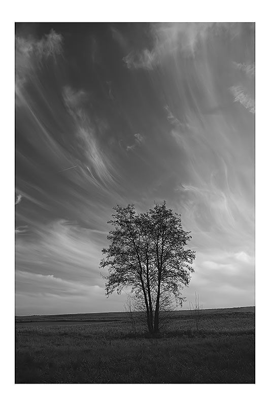 lonesome tree