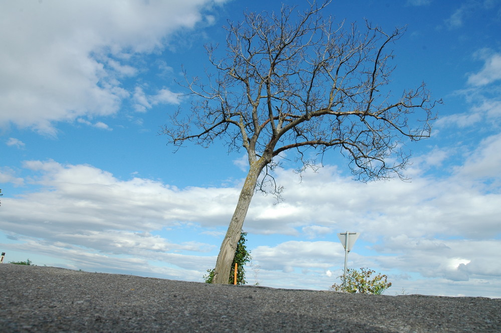 Lonesome Tree