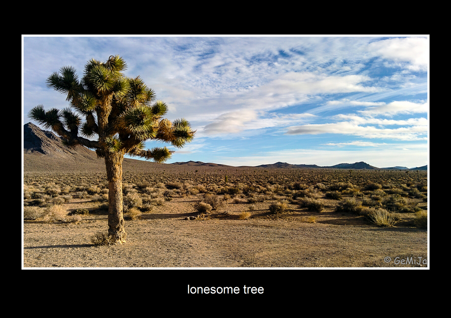 Lonesome Tree