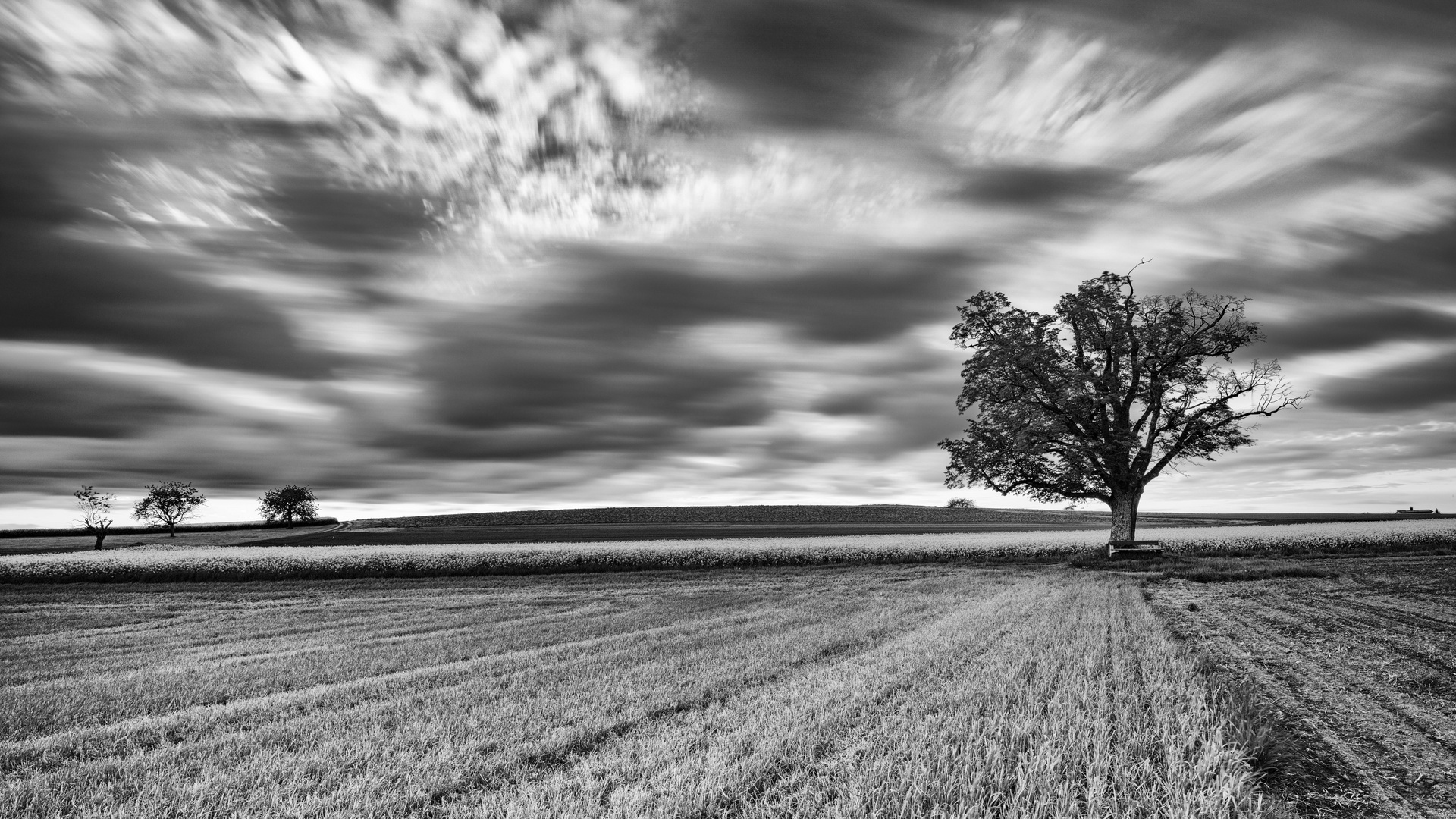 Lonesome tree