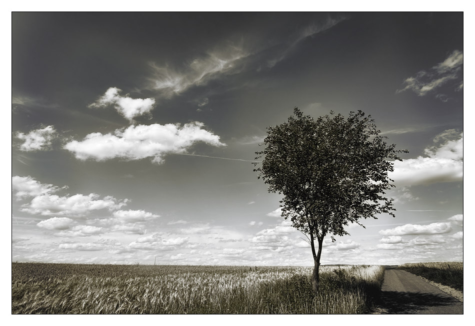 ~ lonesome tree ~