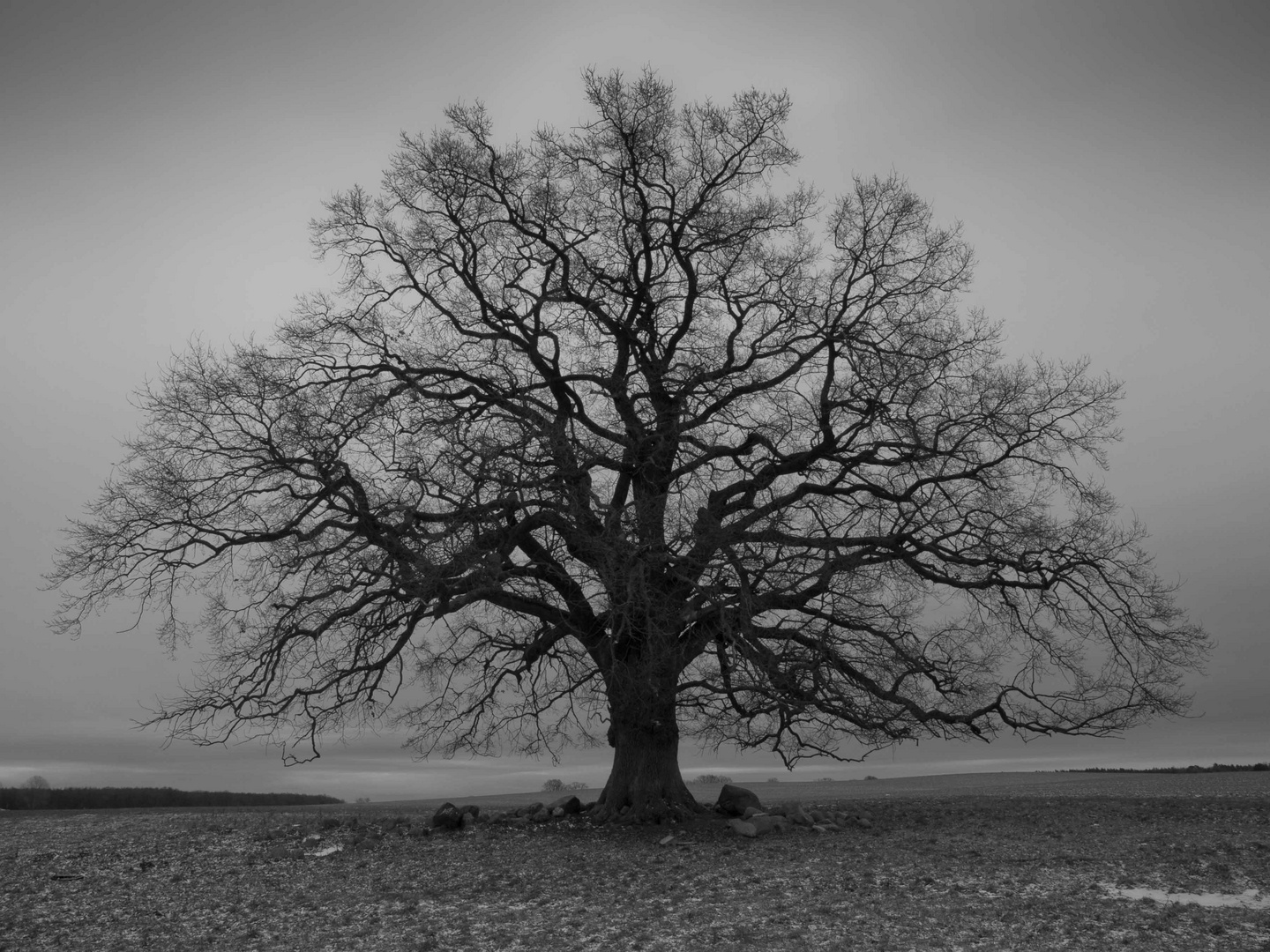 lonesome Tree