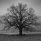 lonesome Tree