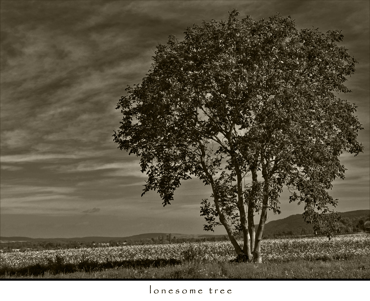 lonesome tree