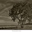 lonesome tree