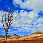 Lonesome Tree at little Karoo