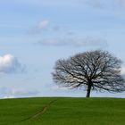 Lonesome Tree