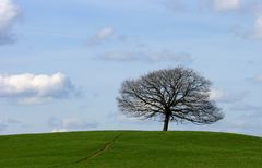 Lonesome Tree