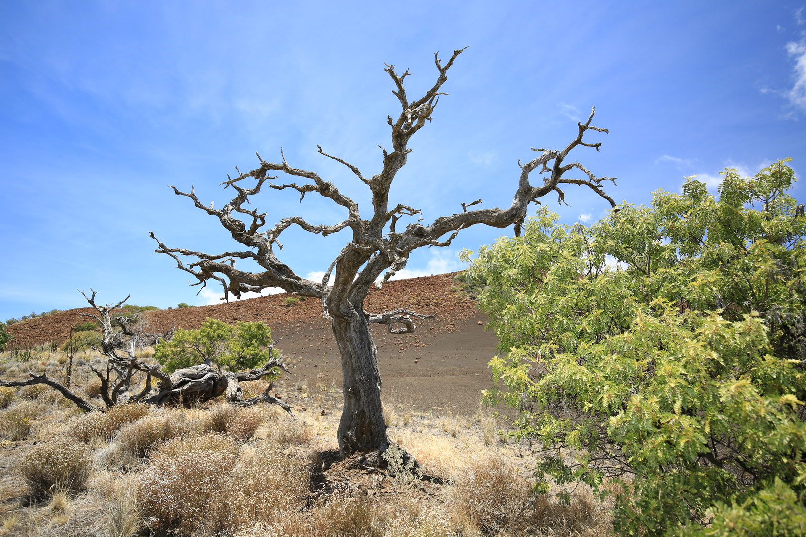 - Lonesome Tree -